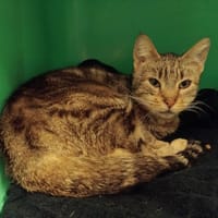 ASNIERES PAB28722, chatte à adopter
