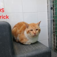 Patrick, chat à adopter