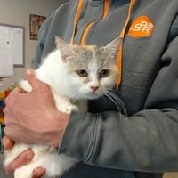 ELZA, chatte à adopter
