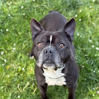 Pelo CAA15174, chien à adopter