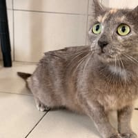 ALIZARI, chatte à adopter