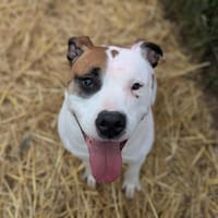 LAIKO, chien à adopter