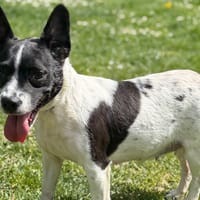 Nana CAA15179, chienne à adopter