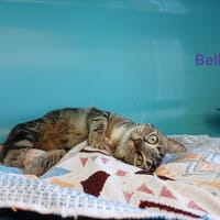 Bella, chatte à adopter