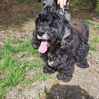 abby, chienne à adopter