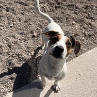 ALF, chien à adopter