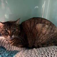 EVANA, chatte à adopter