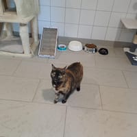 Nalou, chatte à adopter