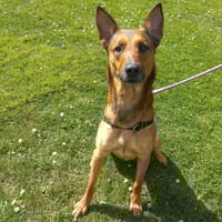 FLASH, chien à adopter