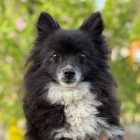 Rosa CAA15173, chienne à adopter