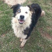 ROSARIO, chien à adopter