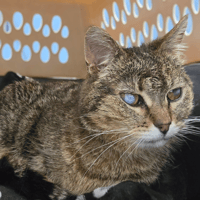 TILIA, chatte à adopter