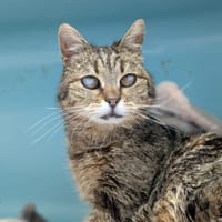 TILIA, chatte à adopter