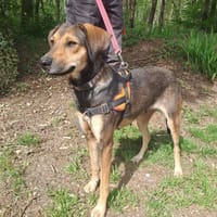 Héra, chienne à adopter