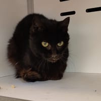 Beka, chatte à adopter