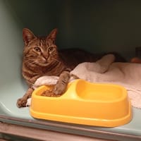 XILBERIC, chat à adopter