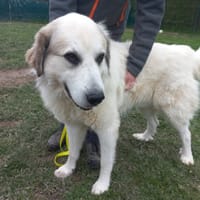 PASTIS, chien à adopter