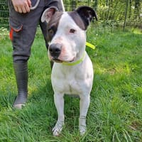 HADES, chien à adopter