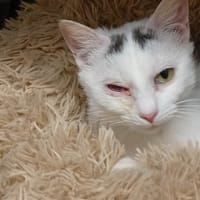 NIKITA, chatte à adopter