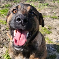 FABIO, chien à adopter