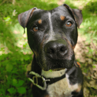 Rocky, chien à adopter