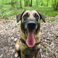 Django, chien à adopter