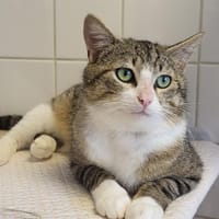 GAUDI, chat à adopter