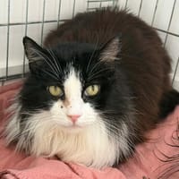Roxy, chat à adopter