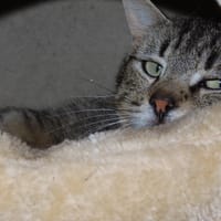 Mister, chat à adopter