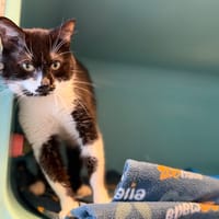 ONYX, chat à adopter