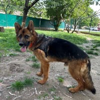 GRAFF, chien à adopter