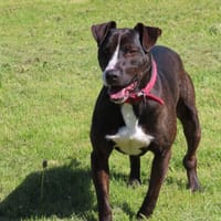 FOX, chien à adopter