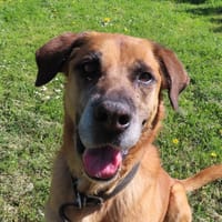 Charly, chien à adopter