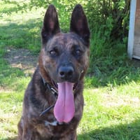 SARABI, chienne à adopter