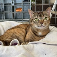 MOKA, chatte à adopter