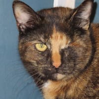 CHOCOLAT, chatte à adopter