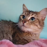 BONITO CHA, chat à adopter