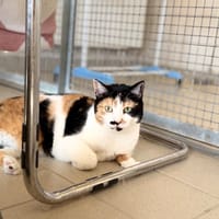 FIFI / PEACH, chatte à adopter