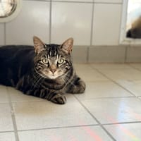 ODIN, chat à adopter