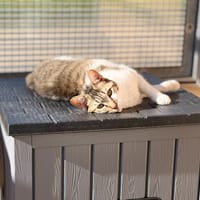 KAMOULA, chatte à adopter