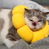 SUYOIL, chatte à adopter