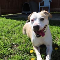 CIRILLA, chienne à adopter