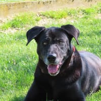 NAYA, chienne à adopter