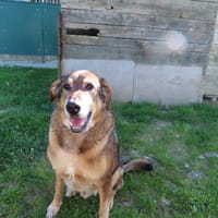 ROCKY, chien à adopter