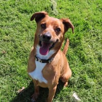 TACOS, chien à adopter