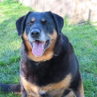 LEMON, chienne à adopter