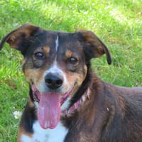 TITI, chien à adopter