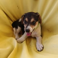 NASH, CHIOT MÂLE BERGER CRÉOLE, chien à adopter