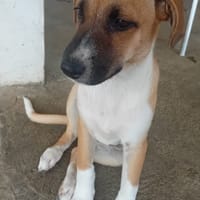 REVLA , CHIOT FEMELLE BERGER CRÉOLE, chienne à adopter