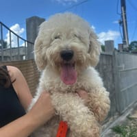 Harry Bichon d'amour, chien à adopter